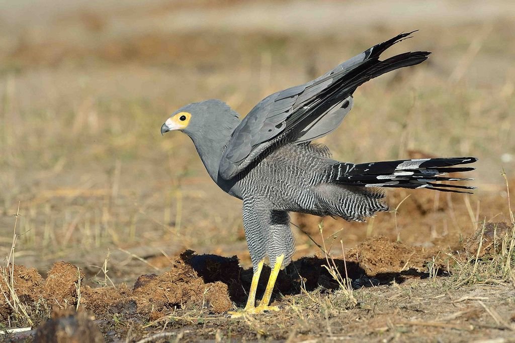 African Harrier-Hawk